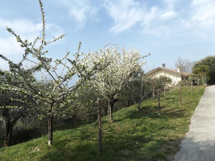 Villetta Rossone Torri Del Benaco Exterior foto